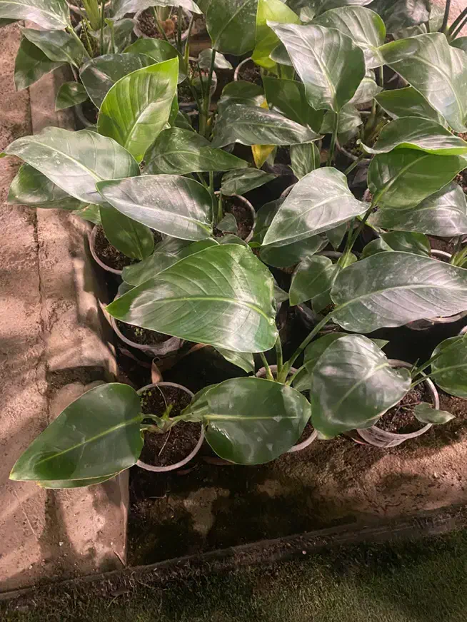 انواع گیاهان آپارتمانی|گل و گیاه طبیعی|کرج, شهرک اوج|دیوار