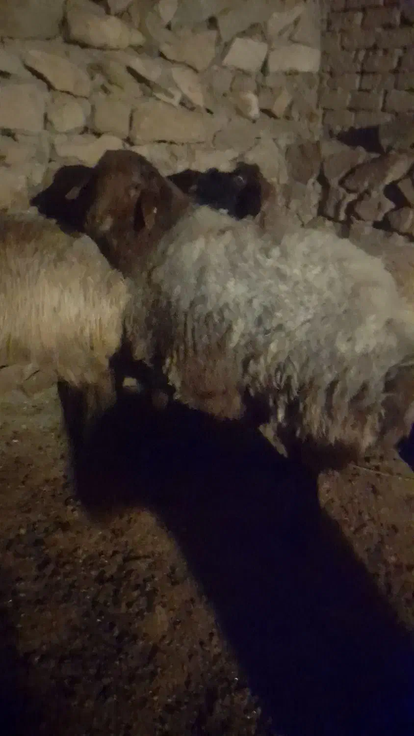 قوچ هترو|حیوانات مزرعه|شیروان (خراسان), |دیوار