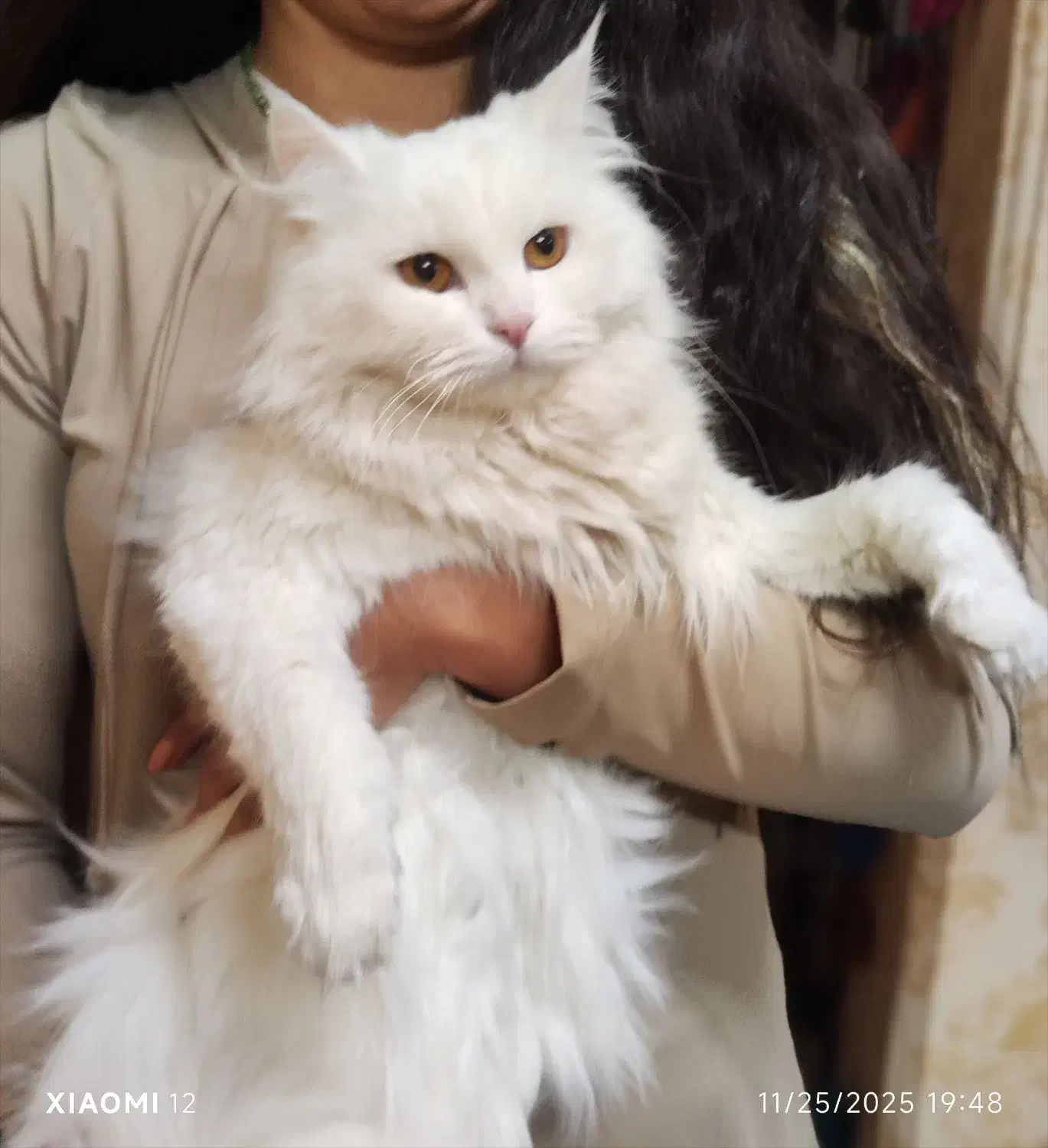 گربه پرشین فروشی|گربه|کرمان, |دیوار