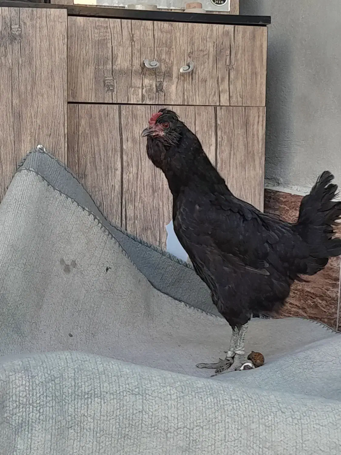 مرغ|حیوانات مزرعه|خورموج, |دیوار