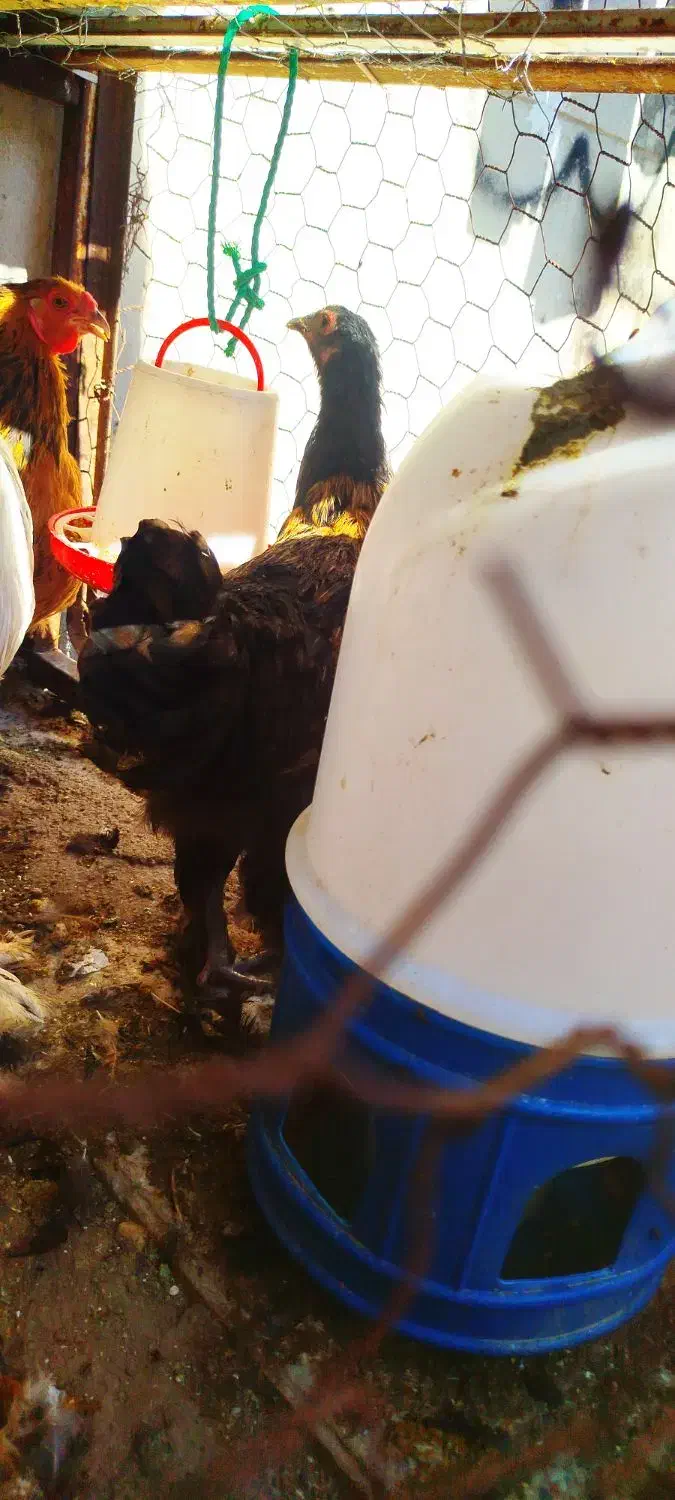 مرغ برهما|حیوانات مزرعه|داراب, |دیوار