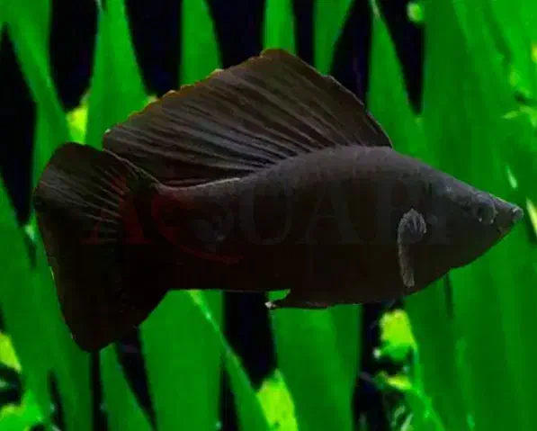 ماهی مولی مشکی|ماهی|ملایر, |دیوار