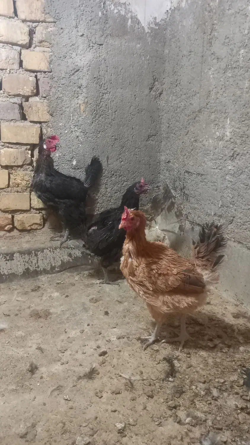 مرغ جیرفتی وخروس گلین|حیوانات مزرعه|حمیدیا, |دیوار