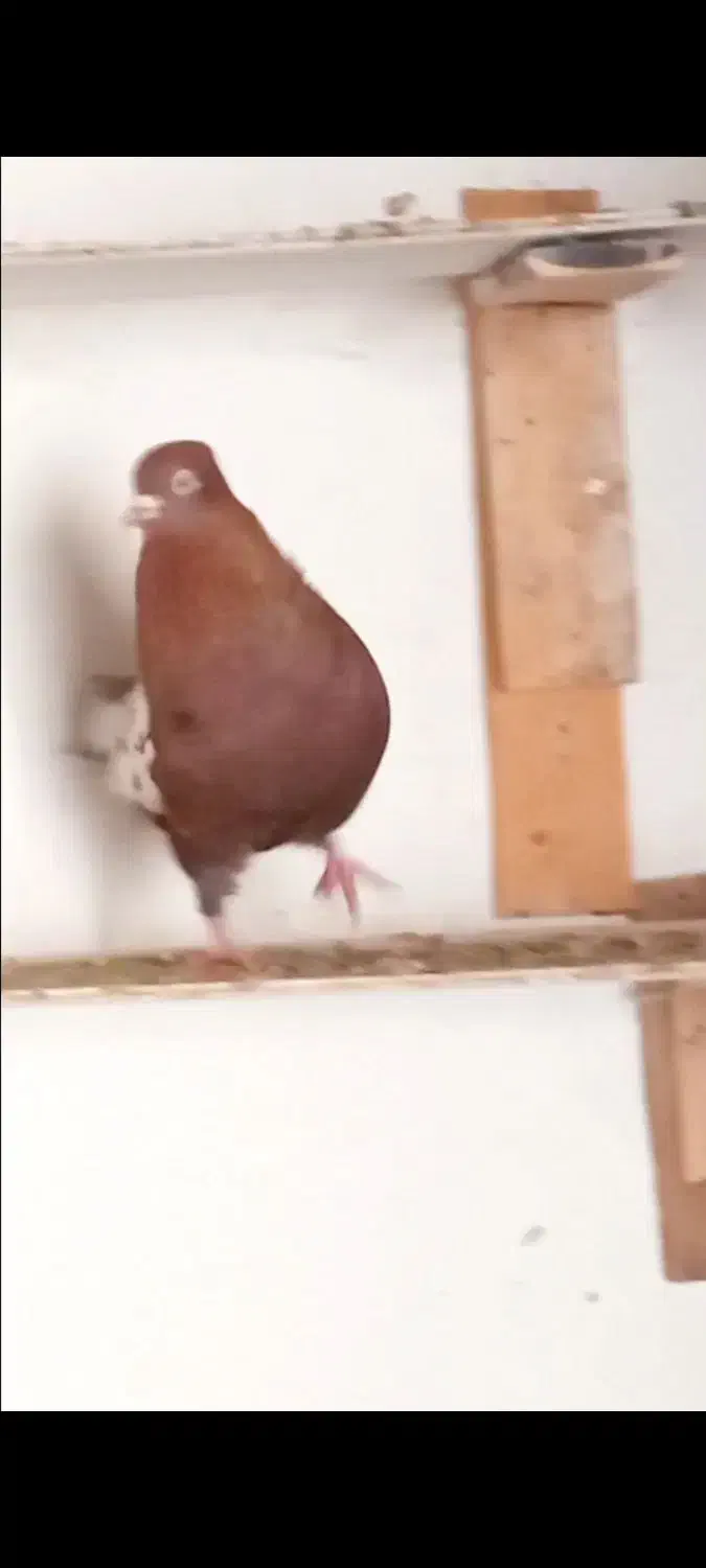 کفتر سینه ای درشت|پرنده|شیراز, دشت چنار|دیوار