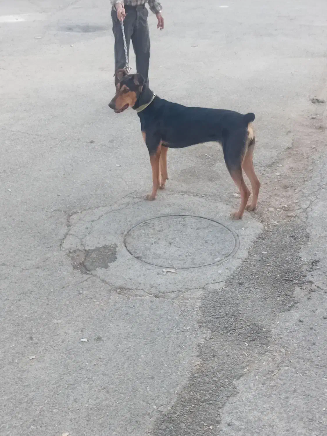 سگ دوبرمن|سگ|کرمانشاه, |دیوار