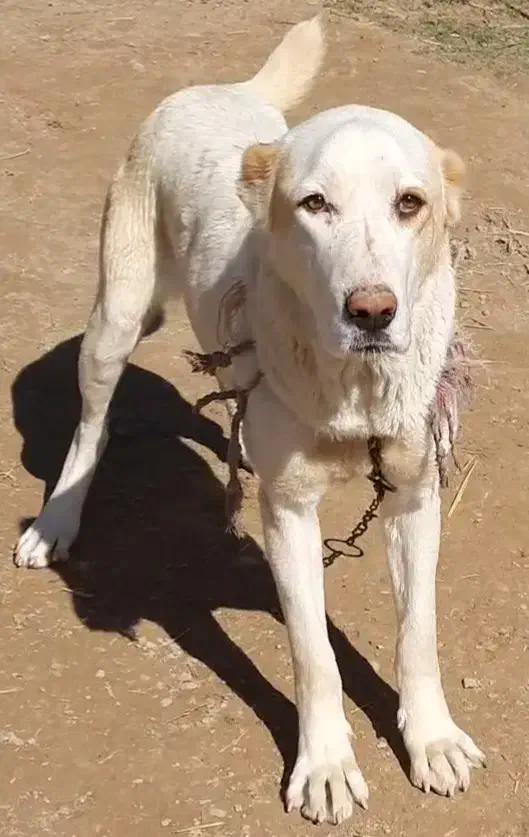 واگذاری ماده آلابای|سگ|گنبد کاووس, |دیوار