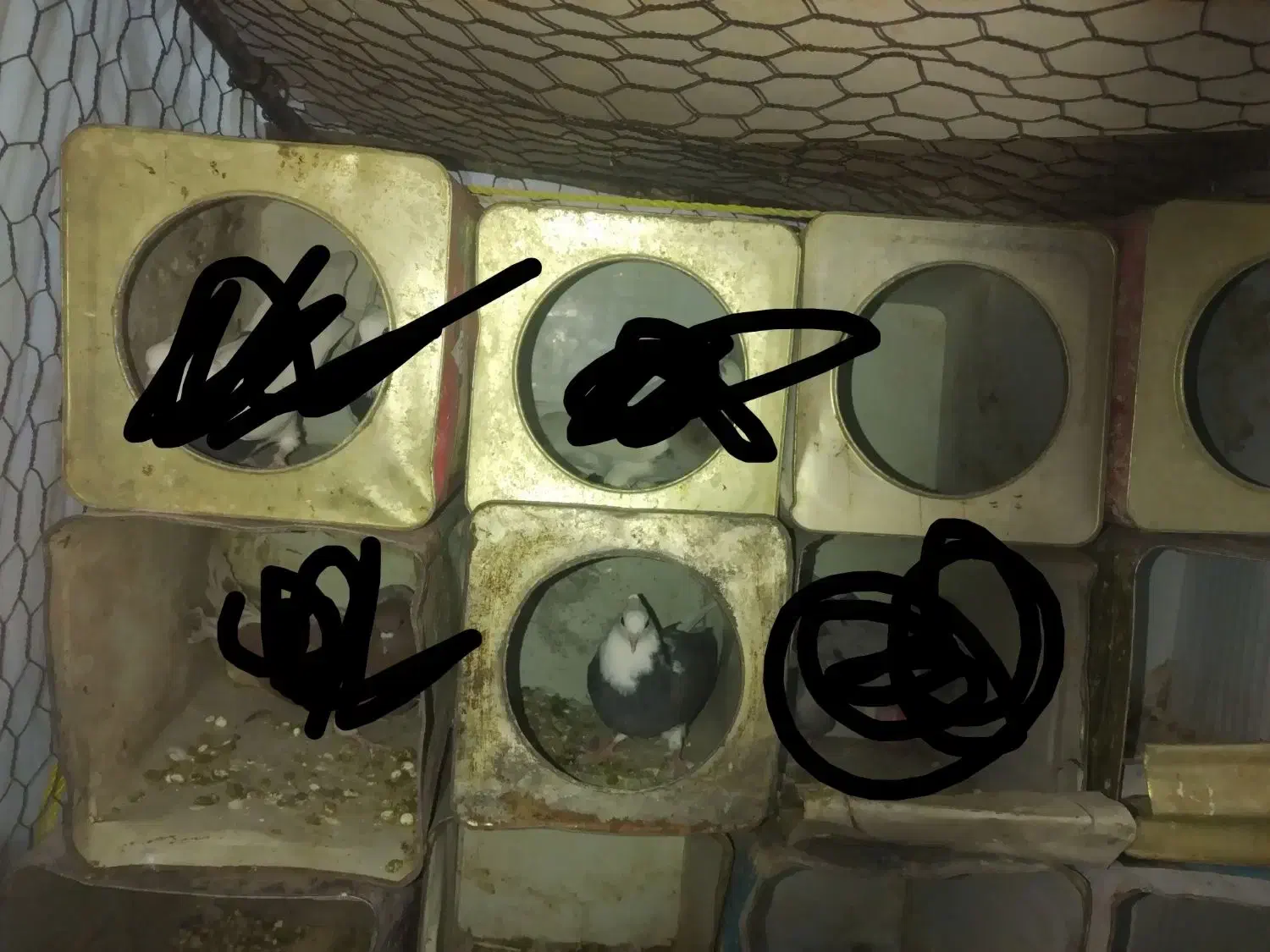 کبوتر|پرنده|هرند, |دیوار