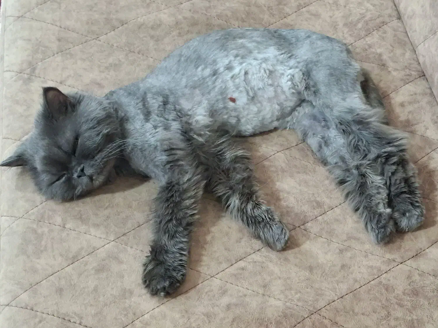 واگذاری گربه پرشین|گربه|کرمانشاه, |دیوار