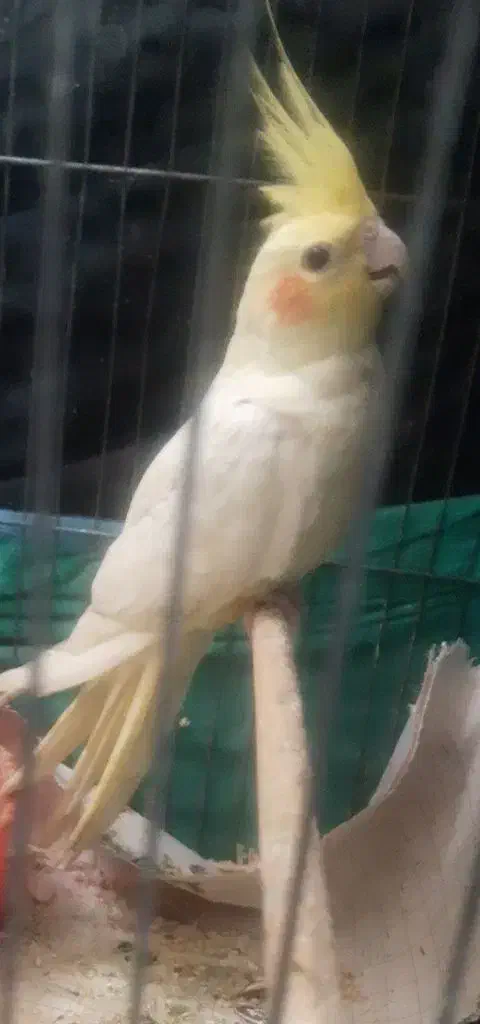 پرنده عروس هلندی|پرنده|رشت, رودباری|دیوار