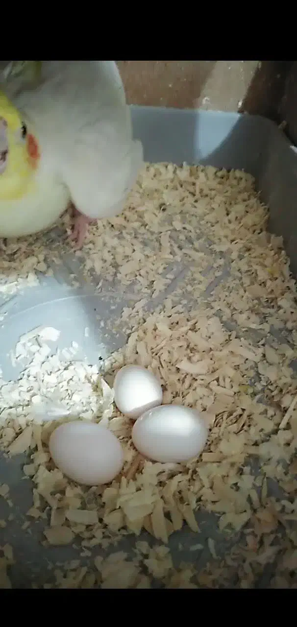 جفت لوتیتو کار داده|پرنده|طبس, |دیوار