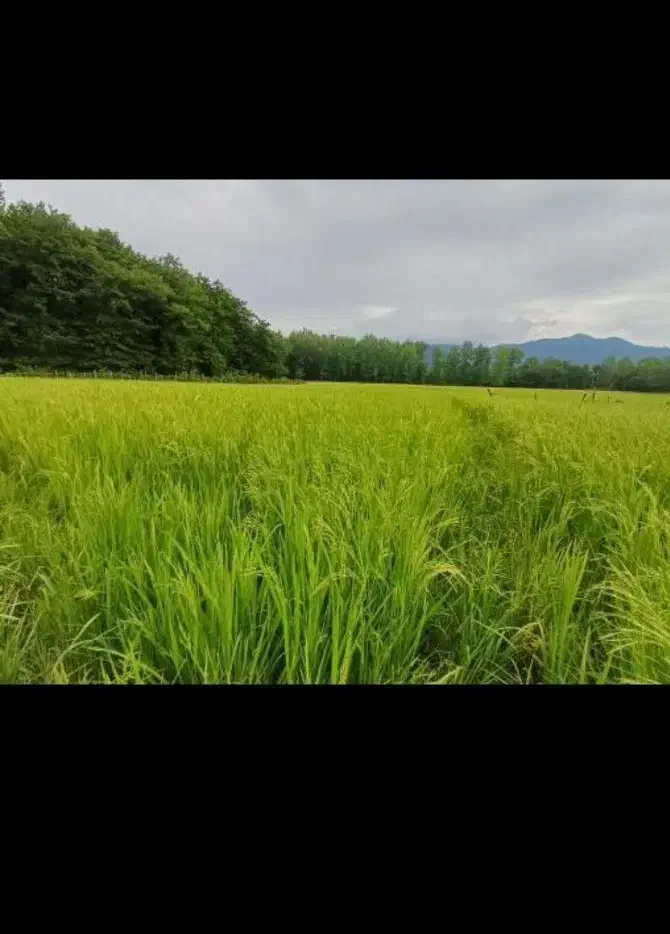 زمین مزروعی فروش فروی|فروش زمین و ملک کلنگی|اسالم, |دیوار