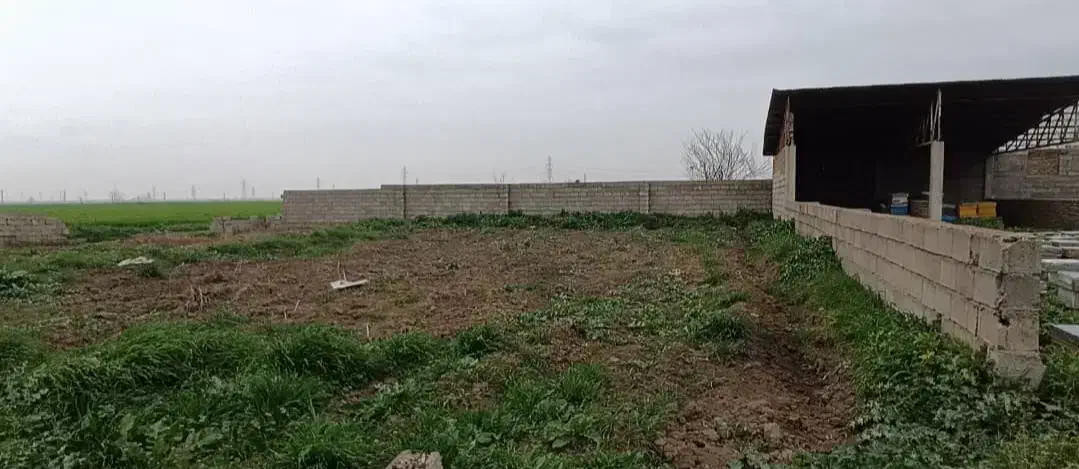 دامداری 30 راسی گاو شیری مجانی|فروش دفتر صنعتی، کشاورزی، تجاری|گنبد کاووس, |دیوار