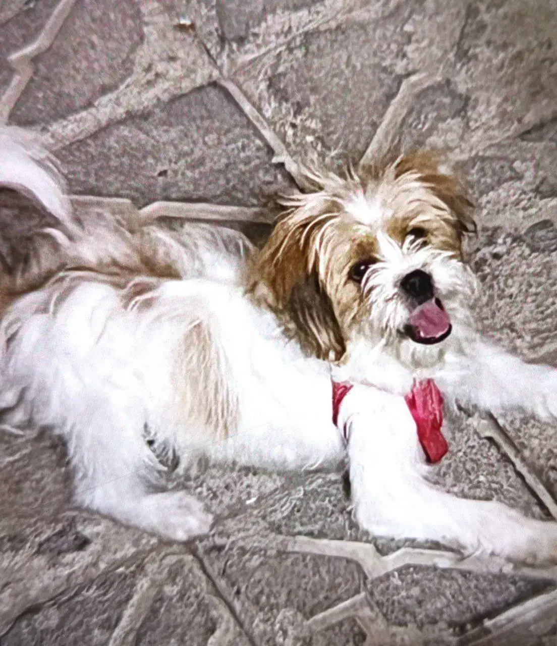 سگ شیتزو|سگ|اهر, |دیوار