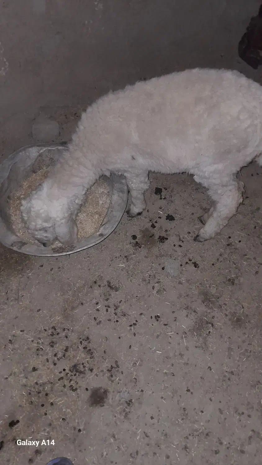 بره ماده فروشی|حیوانات مزرعه|هامون, |دیوار