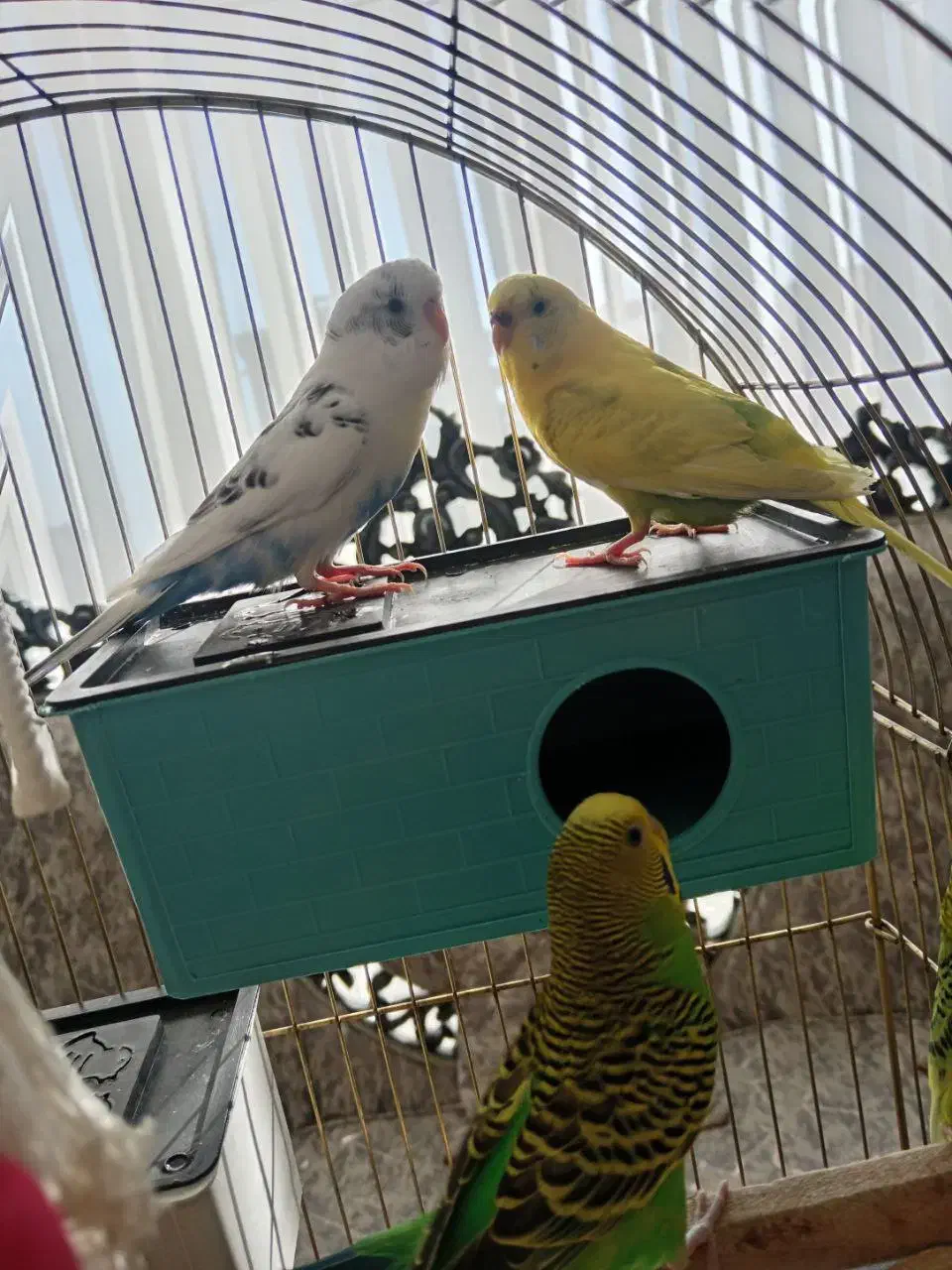 مرغ عشق مسته مست|پرنده|قدس, شهر‌قدس|دیوار