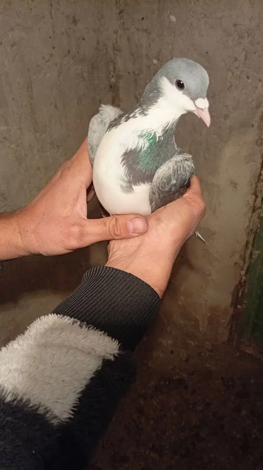 پرنده زدو خوردی ب شرط|پرنده|قزوین, |دیوار