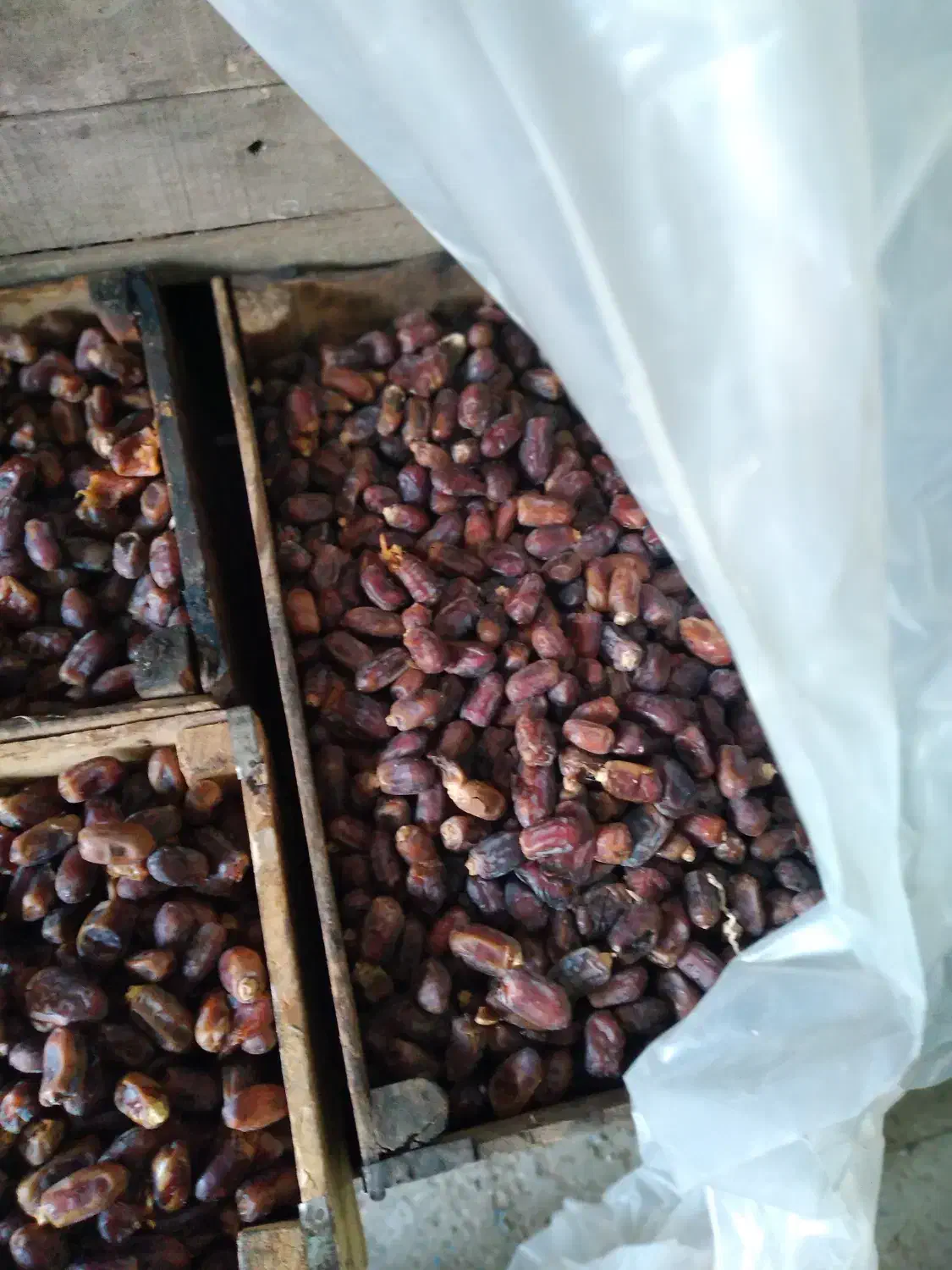 خرما درجه یک|عمدهفروشی|شادگان, |دیوار