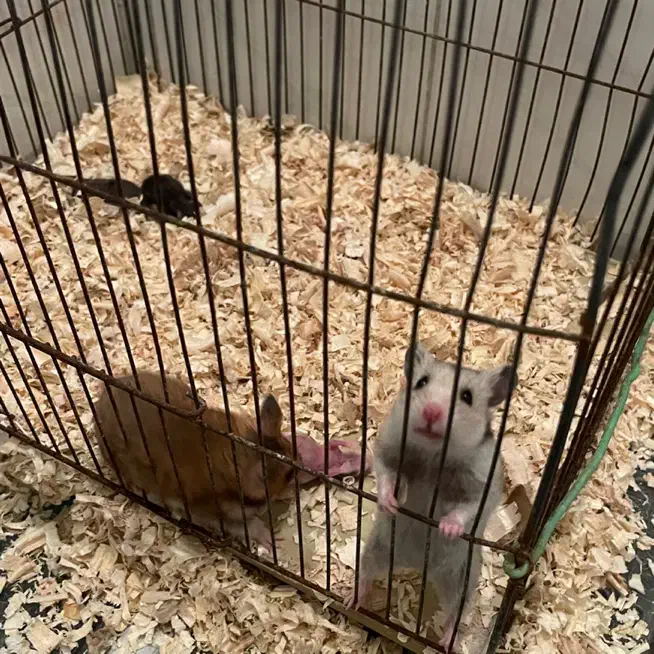 همستر|موش و خرگوش|زنجان, |دیوار