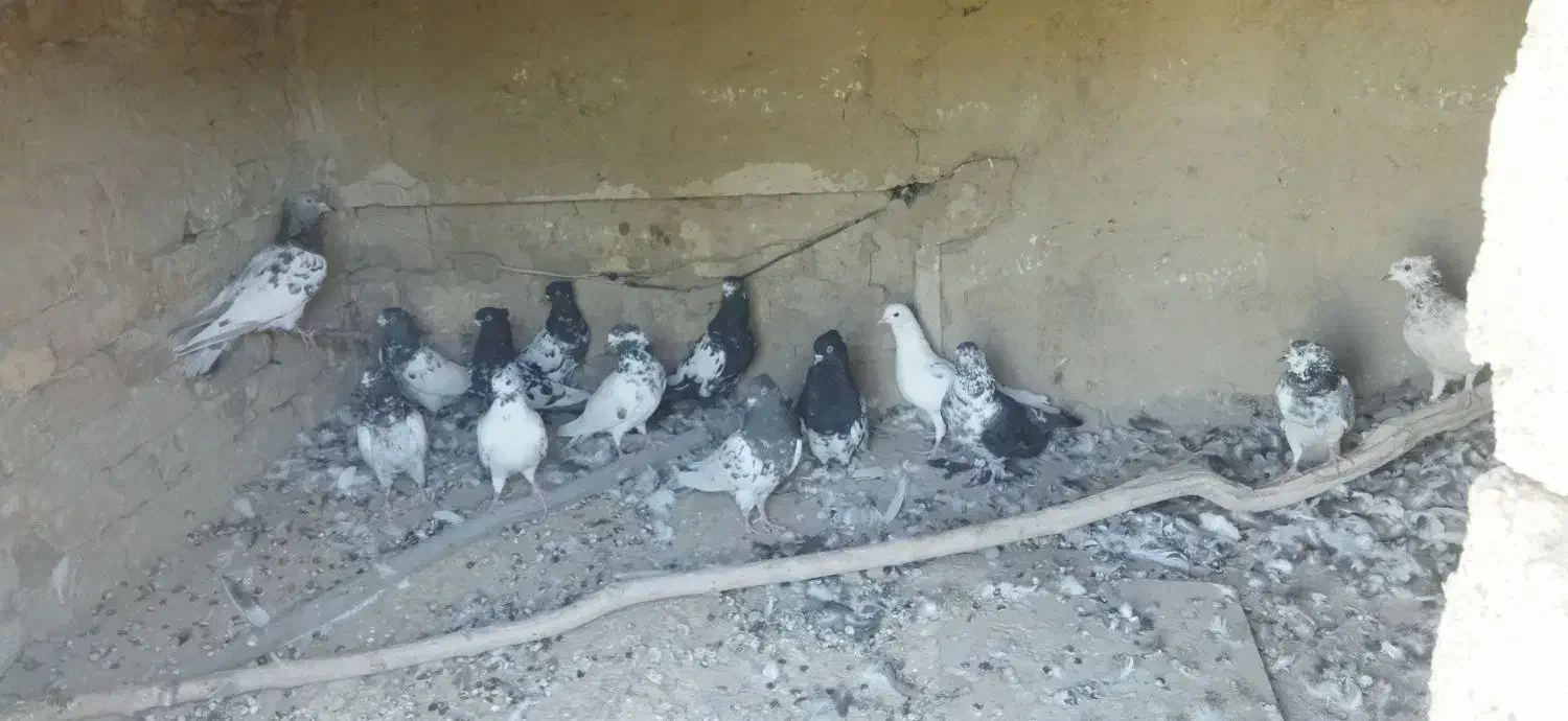تعدادی کبوتر کله ای|پرنده|خنداب, |دیوار