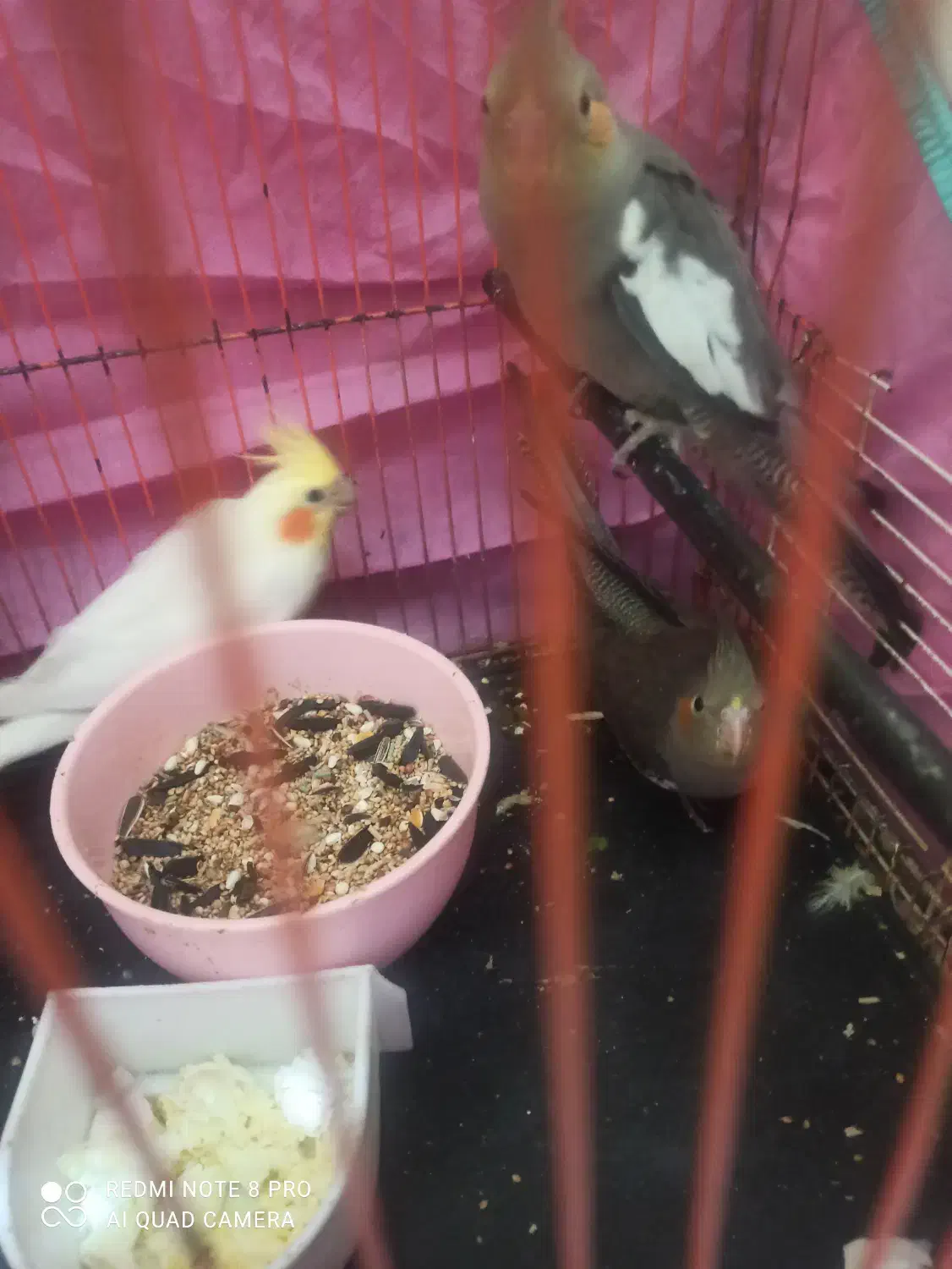 جوجه عروس هلندی سه ماهه|پرنده|بندر ماهشهر, |دیوار