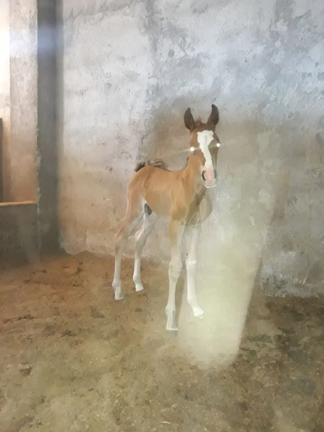 اسب|اسب و تجهیزات اسبسواری|شهرکرد, |دیوار