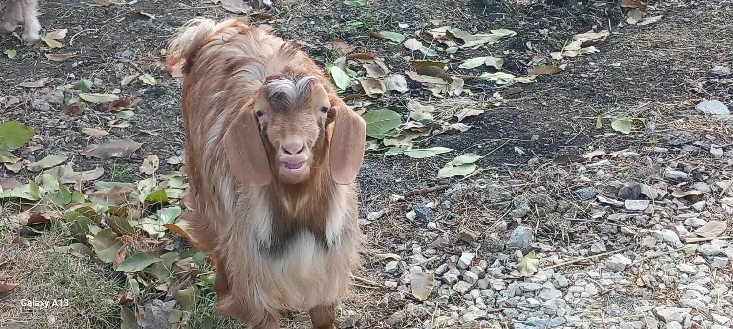 بزغاله|حیوانات مزرعه|شیروان (خراسان), |دیوار