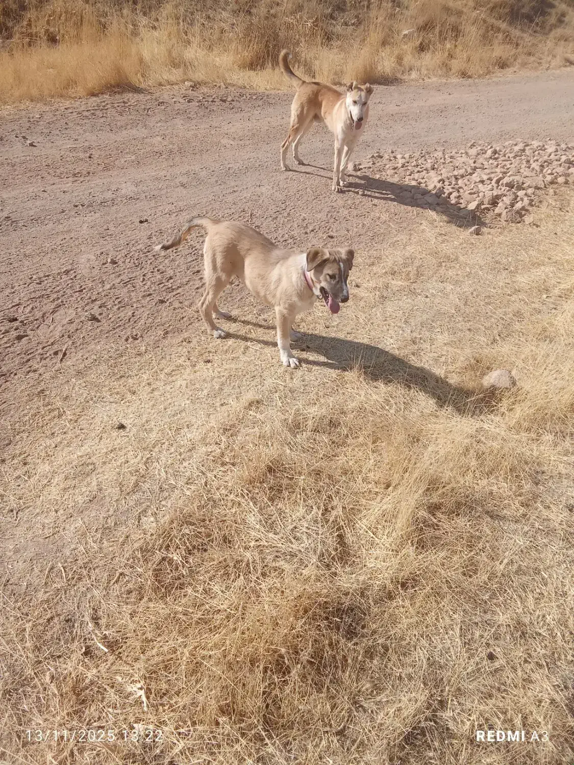 سگ.|حیوانات|سنقر, |دیوار