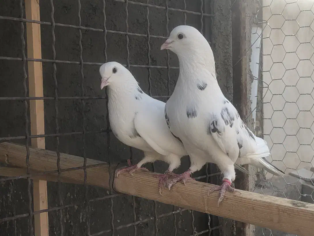 کفترای دهنجور بعدازظهری|پرنده|تهران, بهارستان|دیوار