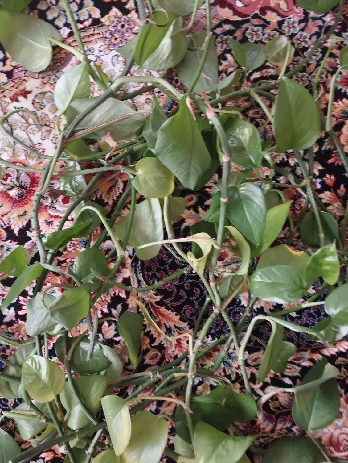 ارزان سرای خانگی گل رز|لوازم نظافت|مبارکه, |دیوار