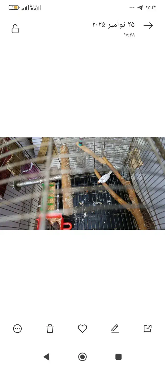 فنج جفت به شرط|پرنده|بندر امام خمینی, |دیوار