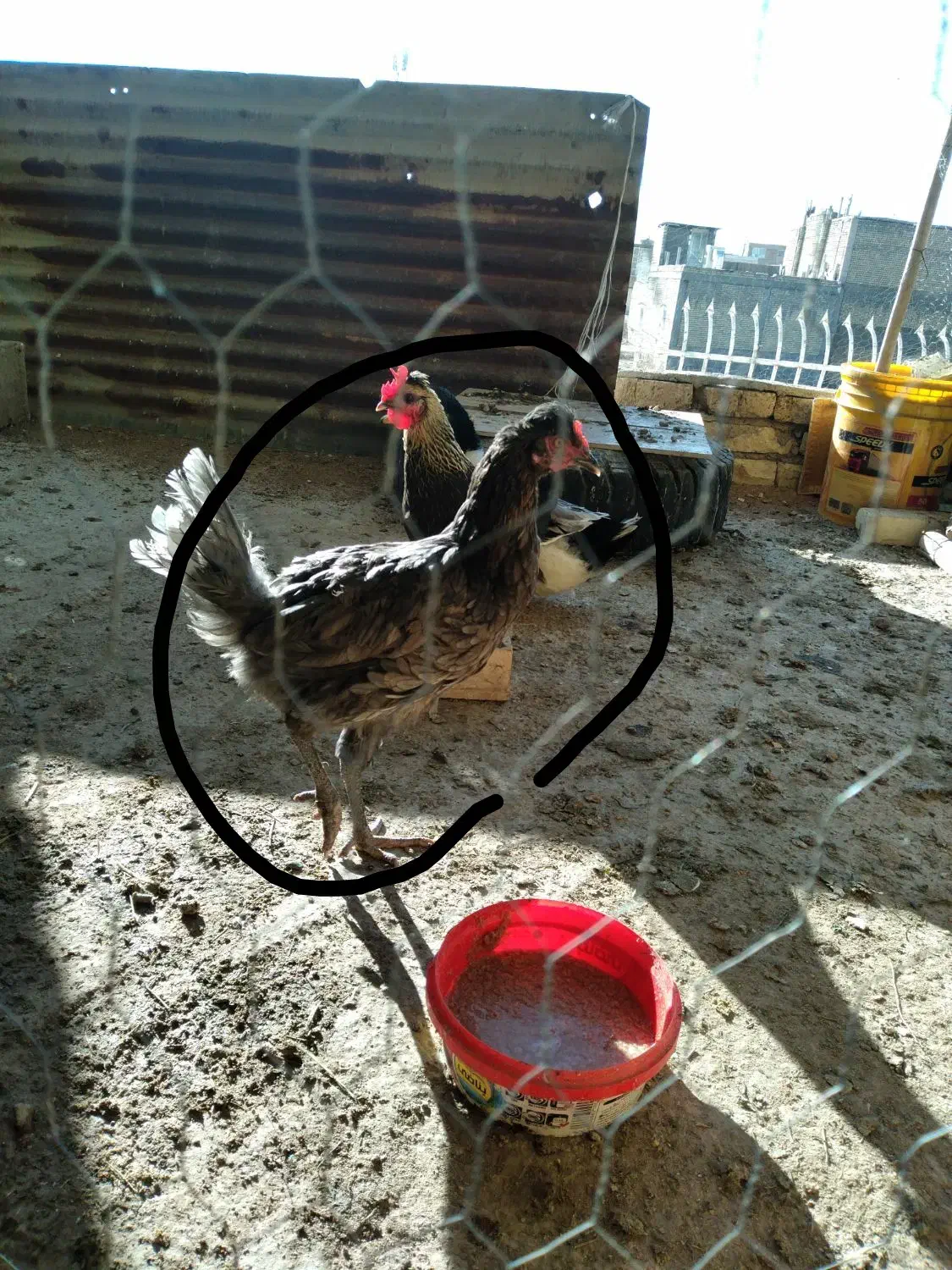 مرغ|حیوانات مزرعه|خمینیشهر, |دیوار