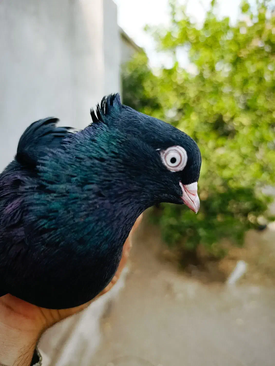 فروش زاغ|پرنده|جیرفت, |دیوار