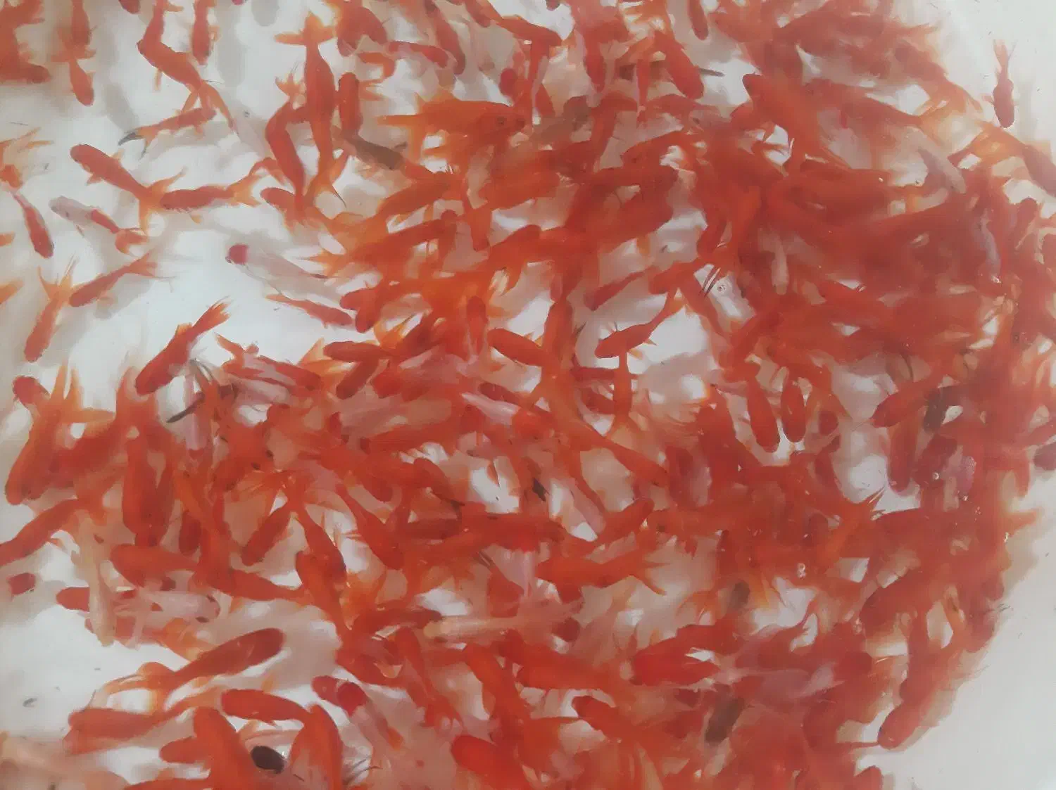 پخش عمده ماهی قرمز|ماهی|یزد, |دیوار