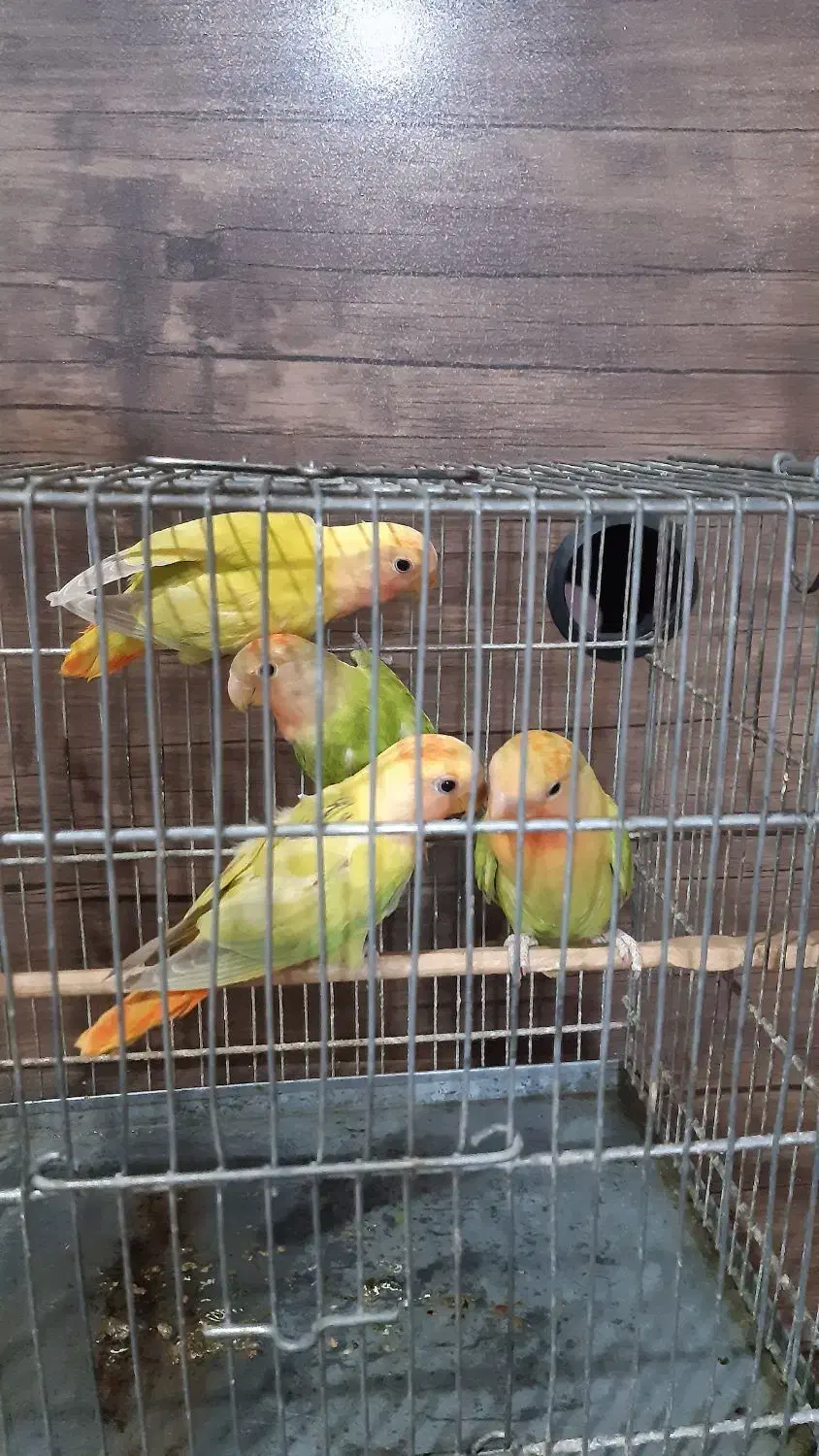 طوطی‌برزیلی|پرنده|قدس, شهر‌قدس|دیوار