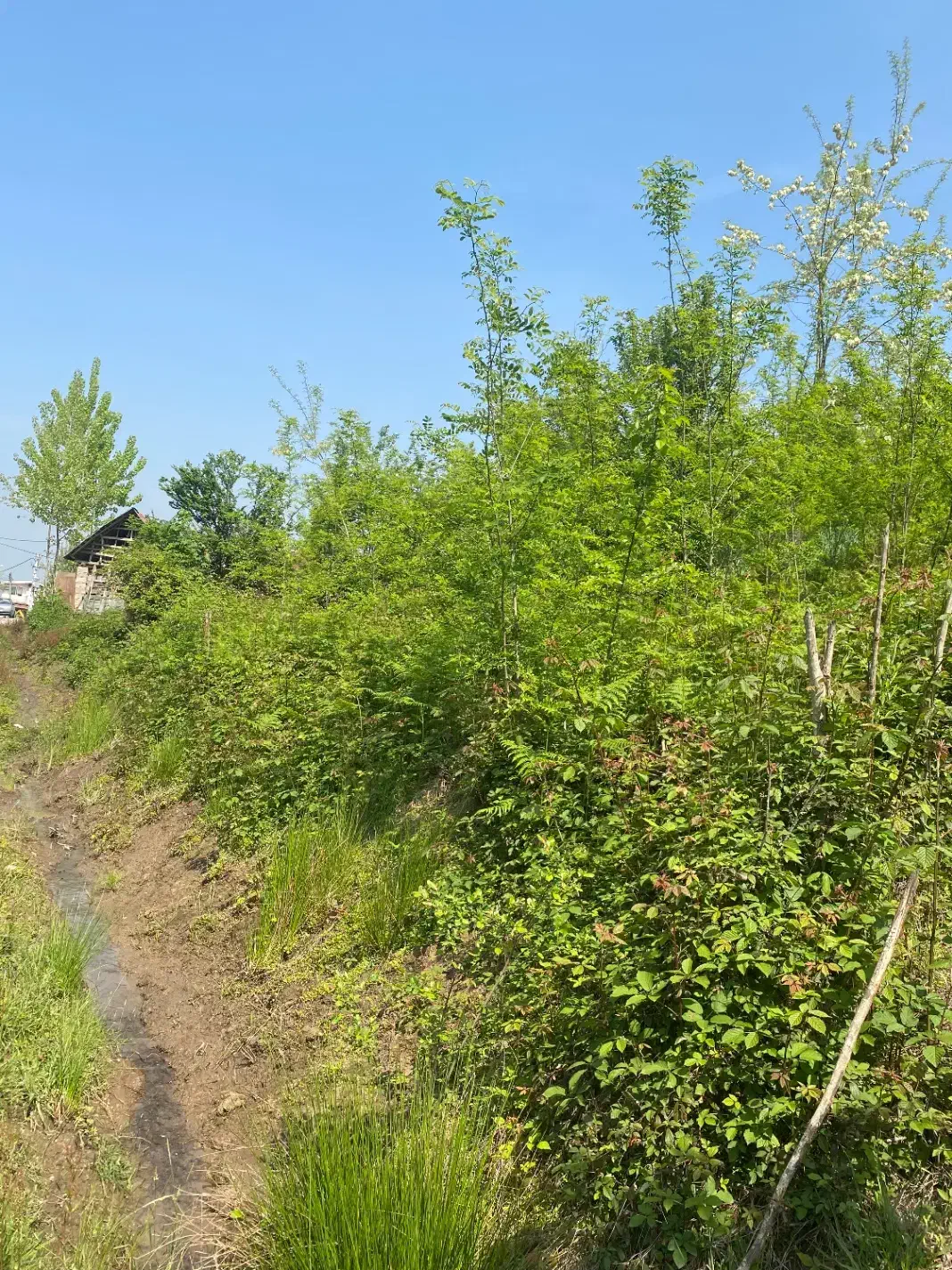 زمین مسکونی|فروش زمین و ملک کلنگی|لاهیجان, شیخ زاهد|دیوار