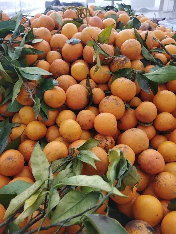 پرتقال خونی محلی|عمده‌فروشی|کبودرآهنگ, |دیوار