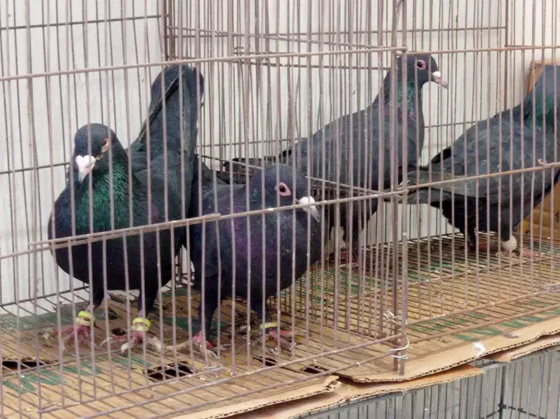 سلام دوستان بله نر رسید|پرنده|رفسنجان, |دیوار