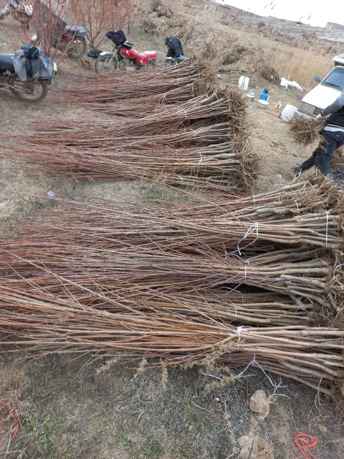 نهال و گل بیرونی|خدمات باغبانی و درختکاری|اسلامشهر, شاطره|دیوار