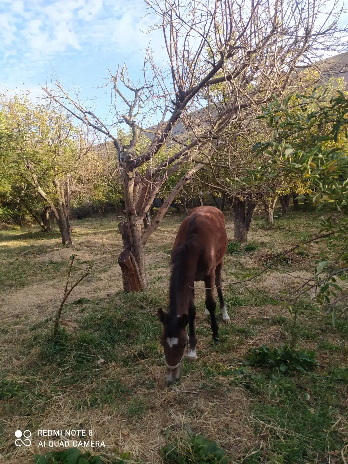 کره اسب|اسب و تجهیزات اسب‌سواری|بروجرد, |دیوار