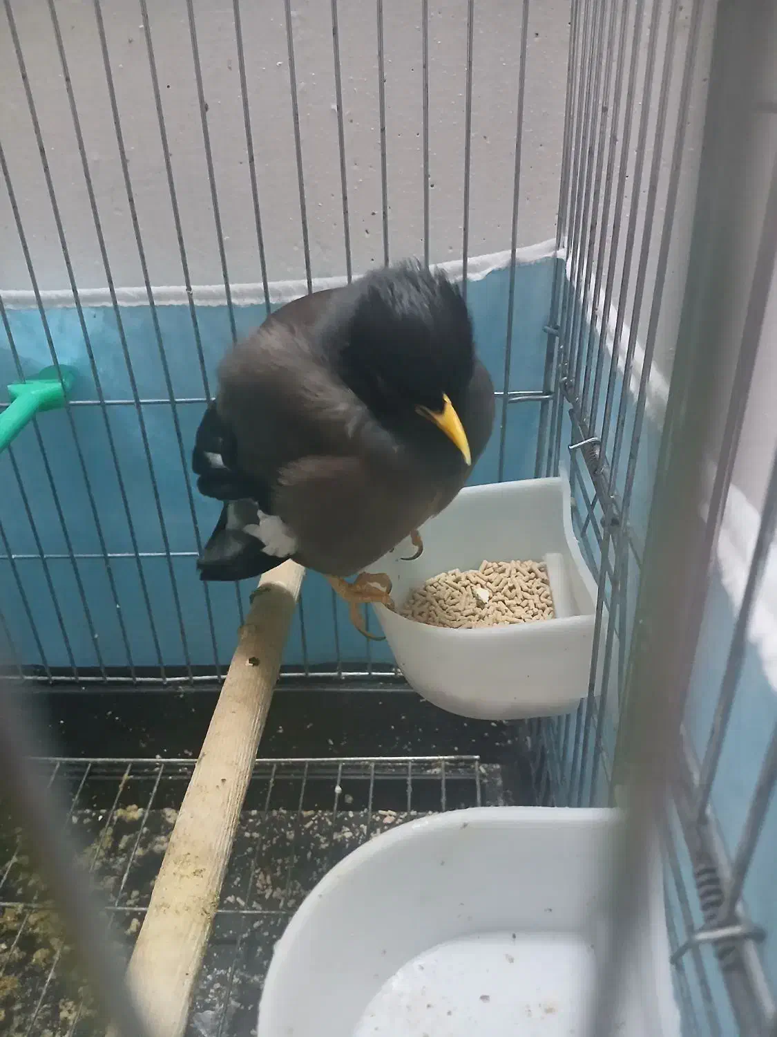 مرغ مینا|پرنده|سبزوار, امیر کبیر|دیوار