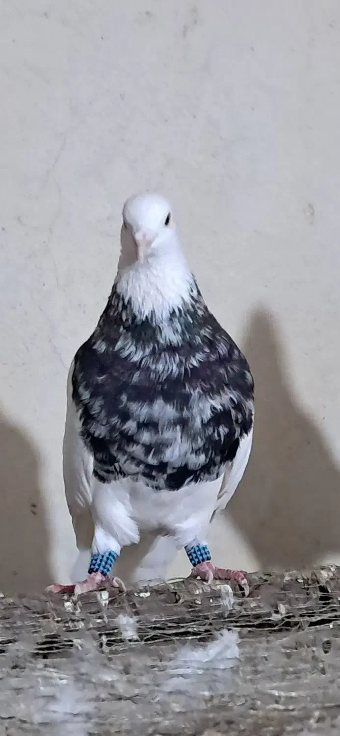 طوق کرمانی|پرنده|سی‌سخت, |دیوار