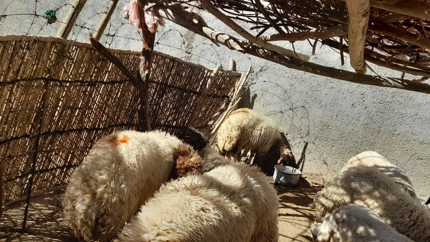 بره پروار|حیوانات مزرعه|سیوان, |دیوار