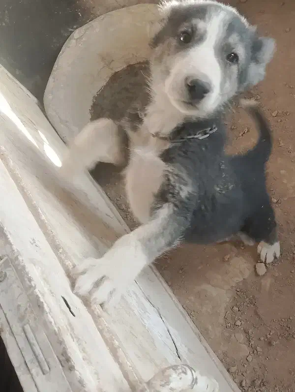 سگ افغان|سگ|مشهد, همت آباد|دیوار