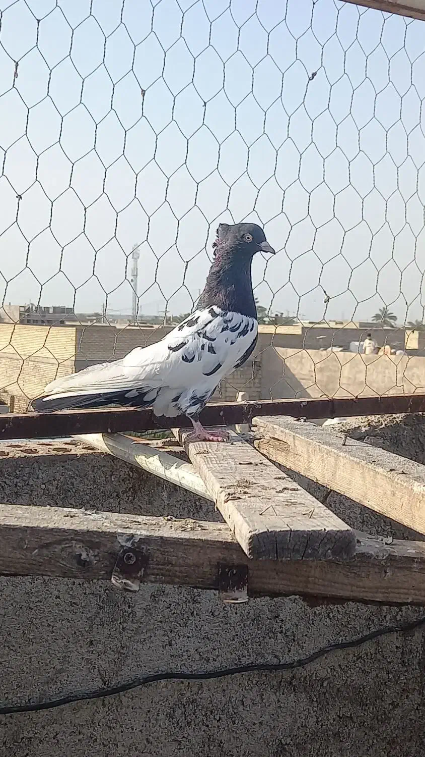 کله ای|پرنده|اهواز, ملاشیه|دیوار