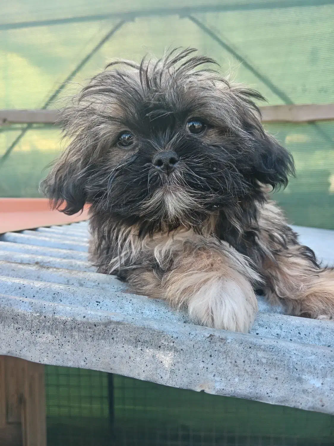 توله شیتزو های 2ماه و نیمه|سگ|بندر انزلی, انصار الحسین|دیوار