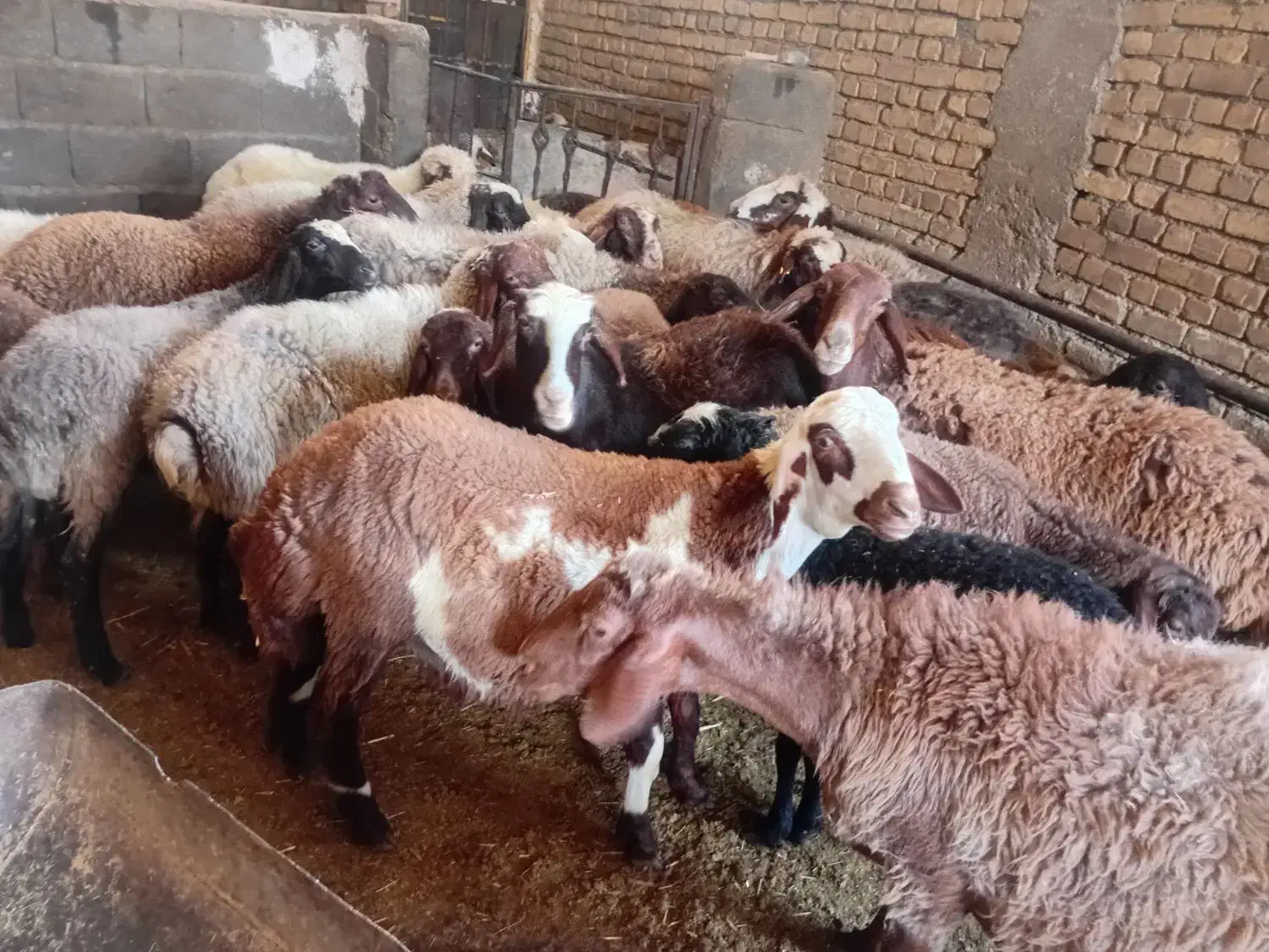 گوسفند میش داشتی و بره|حیوانات مزرعه|هرسین, |دیوار