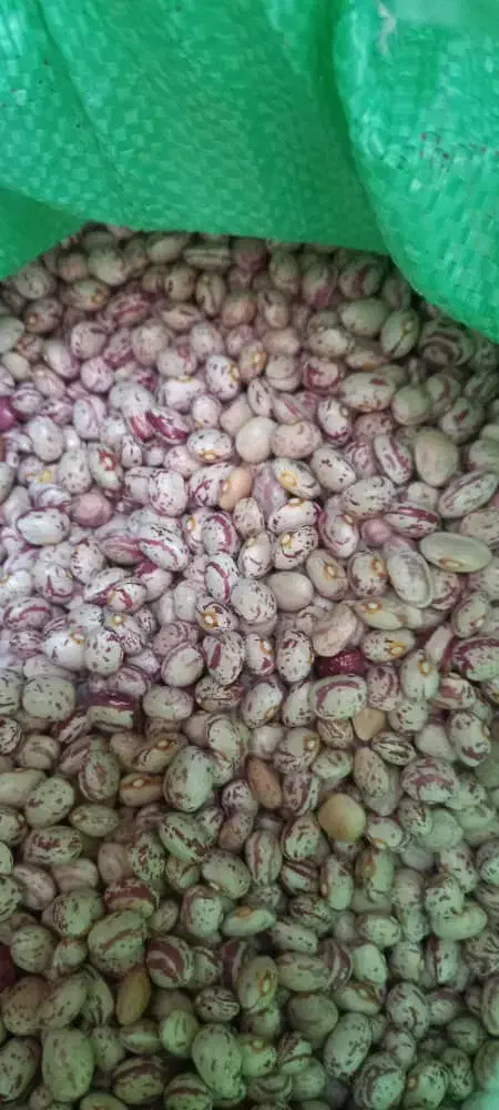 لوبیا چیتی درجه یک تازه|خوردنی و آشامیدنی|تهران, جی|دیوار