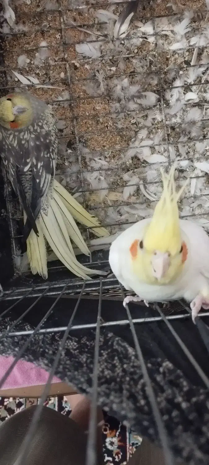 طوطی|پرنده|جلگه شوقان, |دیوار