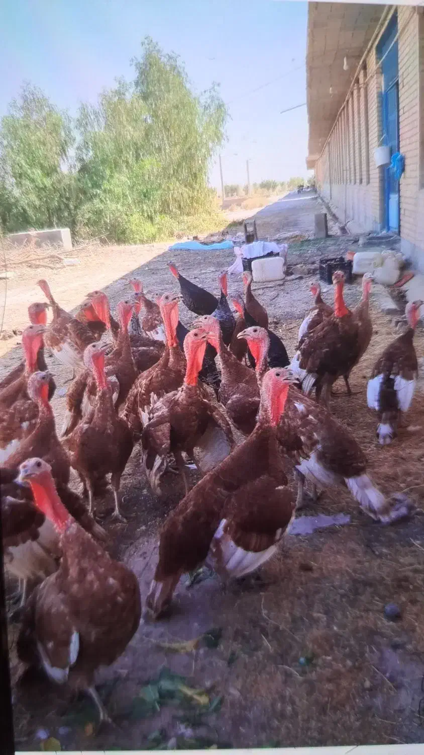 فروش بوقلمون|حیوانات مزرعه|رامهرمز, |دیوار