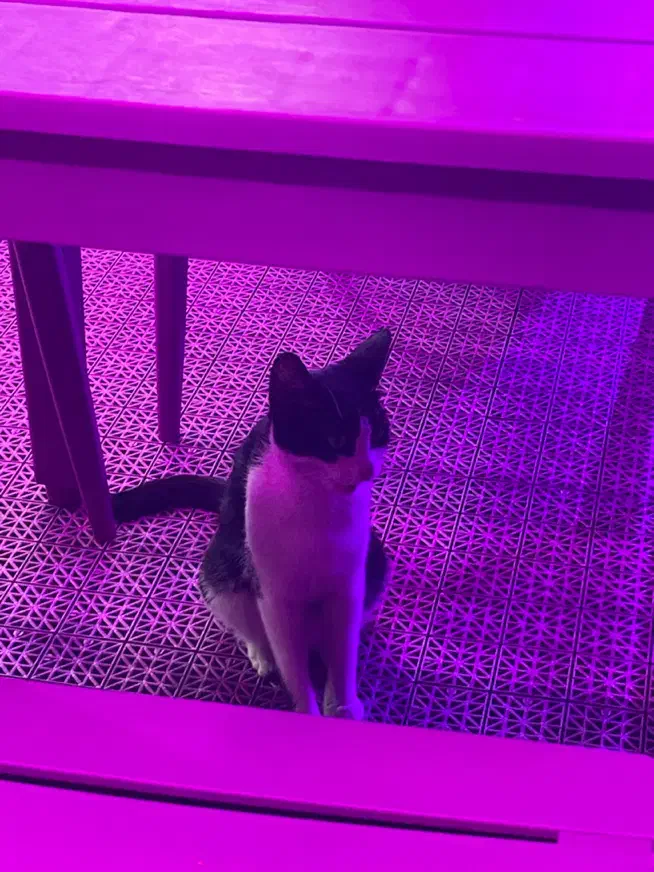 نیروی کار رستوران|استخدام خدمات فروشگاه و رستوران|رشت, دیلمان|دیوار